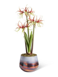 Cybister Potted Amaryllis -Eco Garden Shop 8611120 chico 2021 09