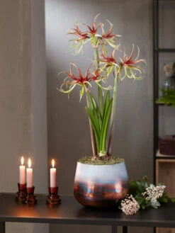 Cybister Potted Amaryllis -Eco Garden Shop 8611120 chico 2021 10