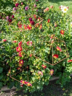 Parasol Plant Supports, Set Of 3 -Eco Garden Shop 8611129 050 tif