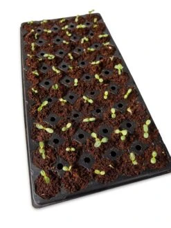 Coco Coir Seed Starting Discs And Tray -Eco Garden Shop 8611810 6826 tif