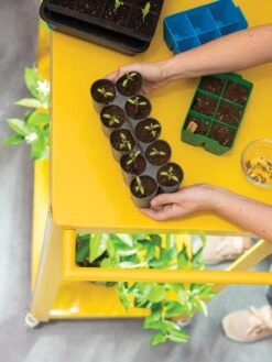 Sili-Seedlings® Seedling Tray, 10-Cell 11 Sili-Seedlings® Seedling Tray, 10-Cell -Eco Garden Shop 8611886 374 tif