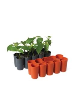 Sili-Seedlings® Seedling Tray, 10-Cell 10 Sili-Seedlings® Seedling Tray, 10-Cell -Eco Garden Shop 8611886 5192 tif