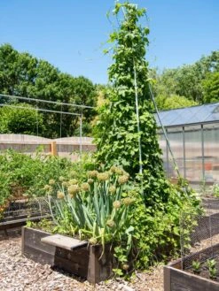DIY Connector For Teepee Trellis -Eco Garden Shop 8611896 6505 tif
