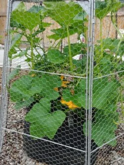 Chicken Wire Super Dome -Eco Garden Shop 8611977 4956 tif