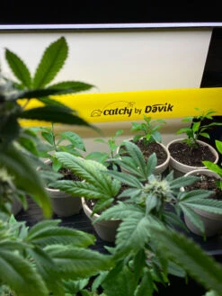 Catchy Natural Greenhouse Pest Protection Sticky Roll, 30’ -Eco Garden Shop 8611979 8004