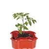 Deluxe Tomato Halos, Set Of 2 -Eco Garden Shop 8612045 2009 tif