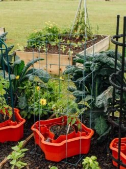 Deluxe Tomato Halos, Set Of 2 -Eco Garden Shop 8612045 226 tif