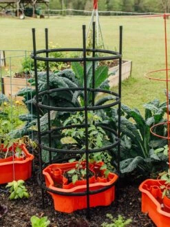 Deluxe Tomato Halos, Set Of 2 -Eco Garden Shop 8612045 228 tif