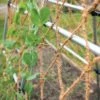 Coco Trellis Netting, 4' X 15' -Eco Garden Shop 8612050 1124 tif