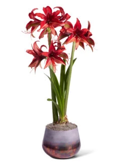 Cybister Potted Amaryllis -Eco Garden Shop 8612501 bogota silo 2022