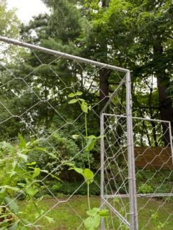 Chicken Wire Pea Trellis -Eco Garden Shop 8612718 7302