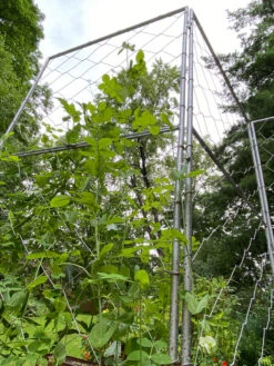Chicken Wire Pea Trellis -Eco Garden Shop 8612718 7308