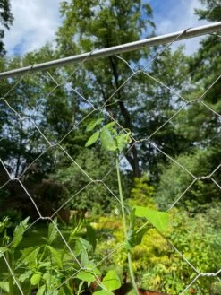 Chicken Wire Pea Trellis -Eco Garden Shop 8612718 7311