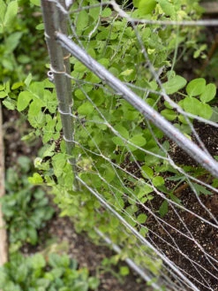 Chicken Wire Pea Trellis -Eco Garden Shop 8612718 7312