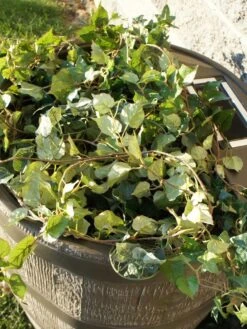 Round Rain Barrel With Planter, 35 Gallons -Eco Garden Shop 8612856WALNT 03V tif