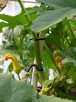 Farmyarn® Multipurpose Garden Tie, 2 Pack 17 Farmyarn® Multipurpose Garden Tie, 2 Pack -Eco Garden Shop 8612948 01v