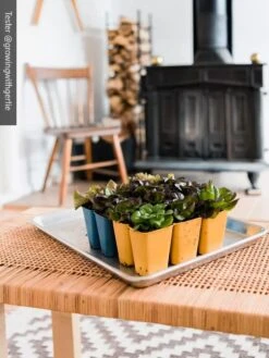 Gardener's Best® XL 6-Cell Planting Tray, Set Of 4 11 Gardener's Best® XL 6-Cell Planting Tray, Set Of 4 -Eco Garden Shop 8613031 01IN cdt