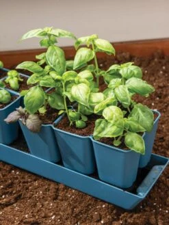 Gardener's Best® XL 6-Cell Planting Tray, Set Of 4 9 Gardener's Best® XL 6-Cell Planting Tray, Set Of 4 -Eco Garden Shop 8613031 6302