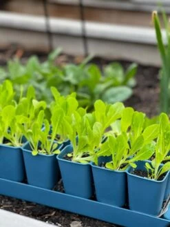 Gardener's Best® XL Seed Starting Kit -Eco Garden Shop 8613066 01TEST