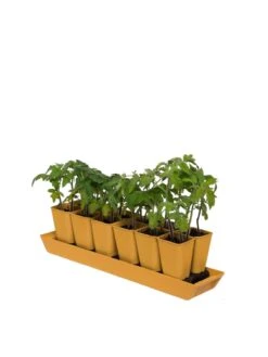 Gardener's Best® XL Seed Starting Kit -Eco Garden Shop 8613066 1029