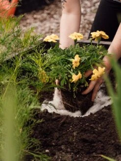 Hortiwool ®, Starter Garden Pad -Eco Garden Shop 8613263 12v 1