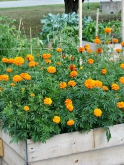 SeedSheets Organic Vegetable Garden, Easy Breezy Caprese, 4' X 8' -Eco Garden Shop 8613295 04V