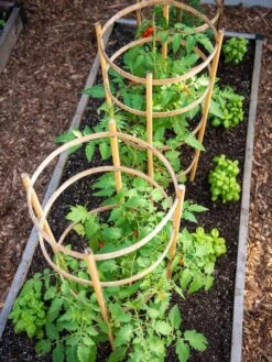 Bamboo Tomato Cages, Set Of 3 -Eco Garden Shop 8613426 6916