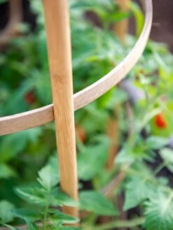 Bamboo Tomato Cages, Set Of 3 -Eco Garden Shop 8613426 6924