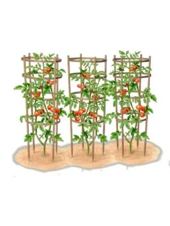 Bamboo Tomato Cages, Set Of 3 -Eco Garden Shop 8613426 art