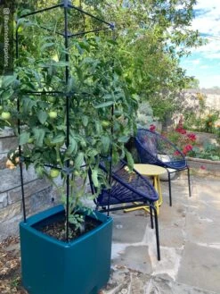 Oasis Self-Watering Tomato Planter With Trellis -Eco Garden Shop 8613440 01IN