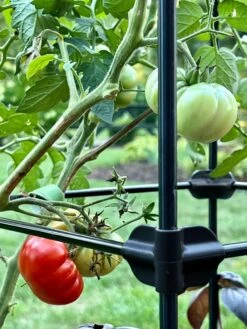 Oasis Self-Watering Tomato Planter With Trellis -Eco Garden Shop 8613440 01TEST