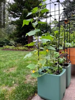 Oasis Self-Watering Tomato Planter With Trellis -Eco Garden Shop 8613440 02TEST