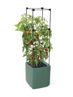 Oasis Self-Watering Tomato Planter With Trellis -Eco Garden Shop 8613440 06134
