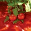 Red Tomato Mulch -Eco Garden Shop GS30005 07
