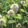 White Clover Seed, 1/2 Lb. 1 White Clover Seed, 1/2 Lb. -Eco Garden Shop GS35957 01K