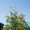 Rainbow Spiral Supports, Set Of 5 -Eco Garden Shop GS36377 01 tif