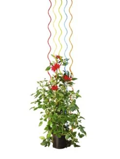 Rainbow Spiral Supports, Set Of 5 -Eco Garden Shop GS36377 03S tif