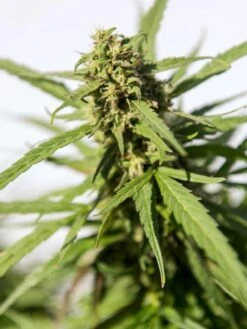 Hemp Success Kit -Eco Garden Shop Hemp 0065 tif