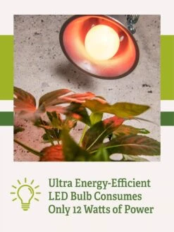 Miracle LED® Absolute Daylight™ Max Flowering Grow Light Bulb -Eco Garden Shop Miracle Daylight Bulb 2