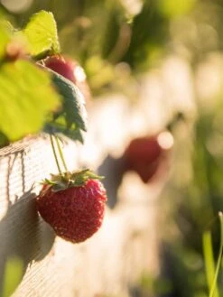 3-Tier Strawberry Bed -Eco Garden Shop Strawberry3 3167 tif