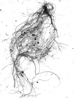 GrowLab® Compact 3-Tier Light Garden With Classroom Guide -Eco Garden Shop gstrootscan 01 1